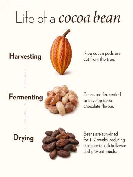 Postbae example post explaining the life of a cocoa bean from harvesting to drying